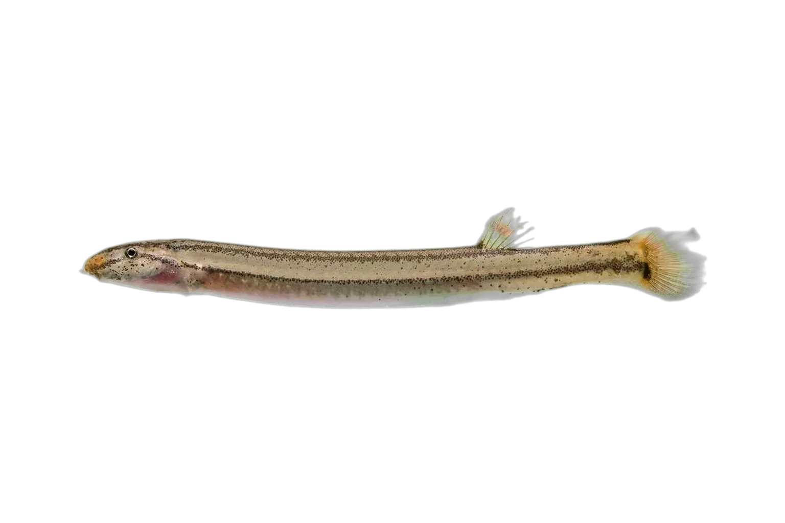 Indian Coolie-Loach (Pangio goaensis) specimen