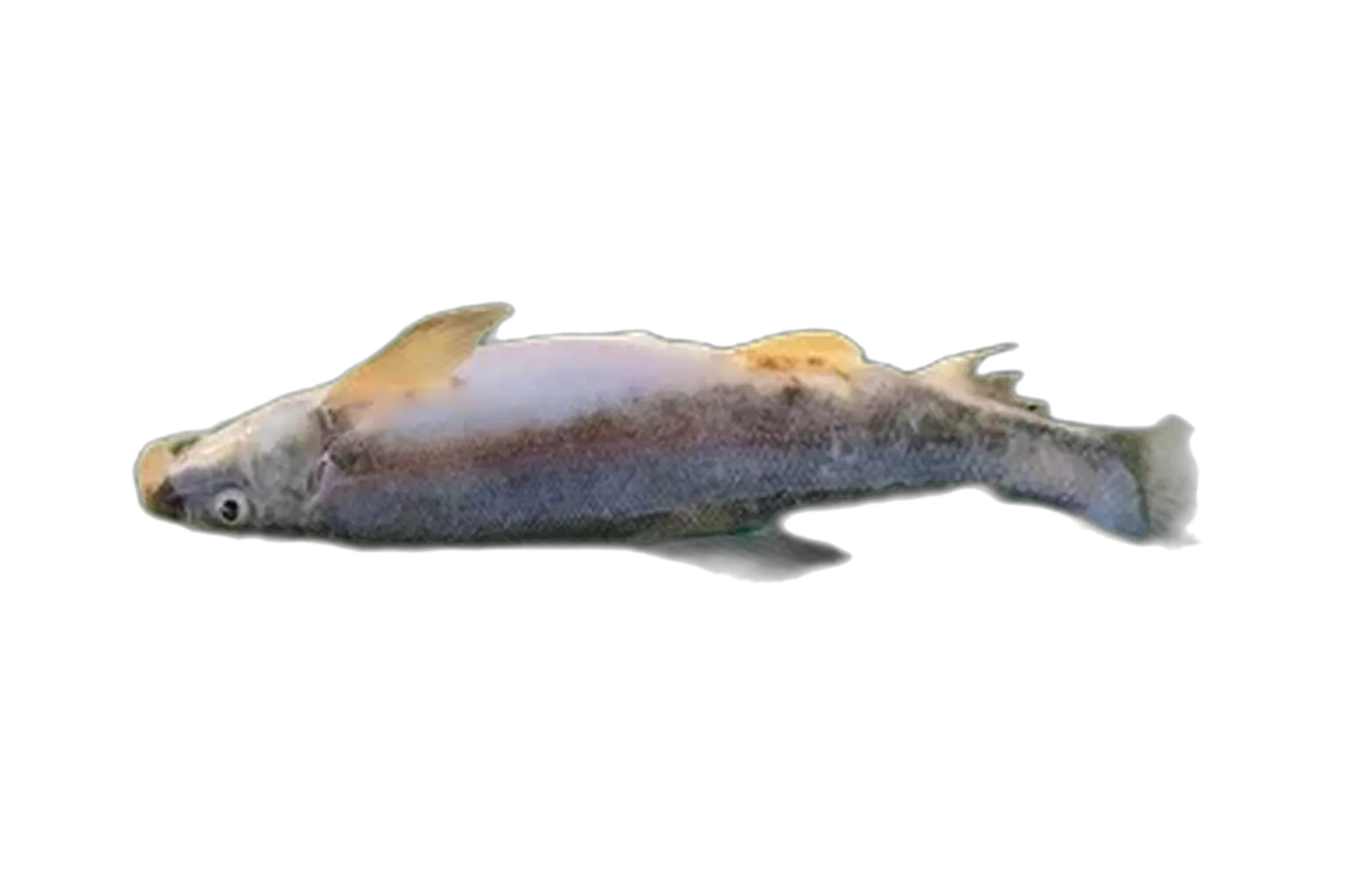 Bridgelip sucker (Pantosteus jordani) specimen