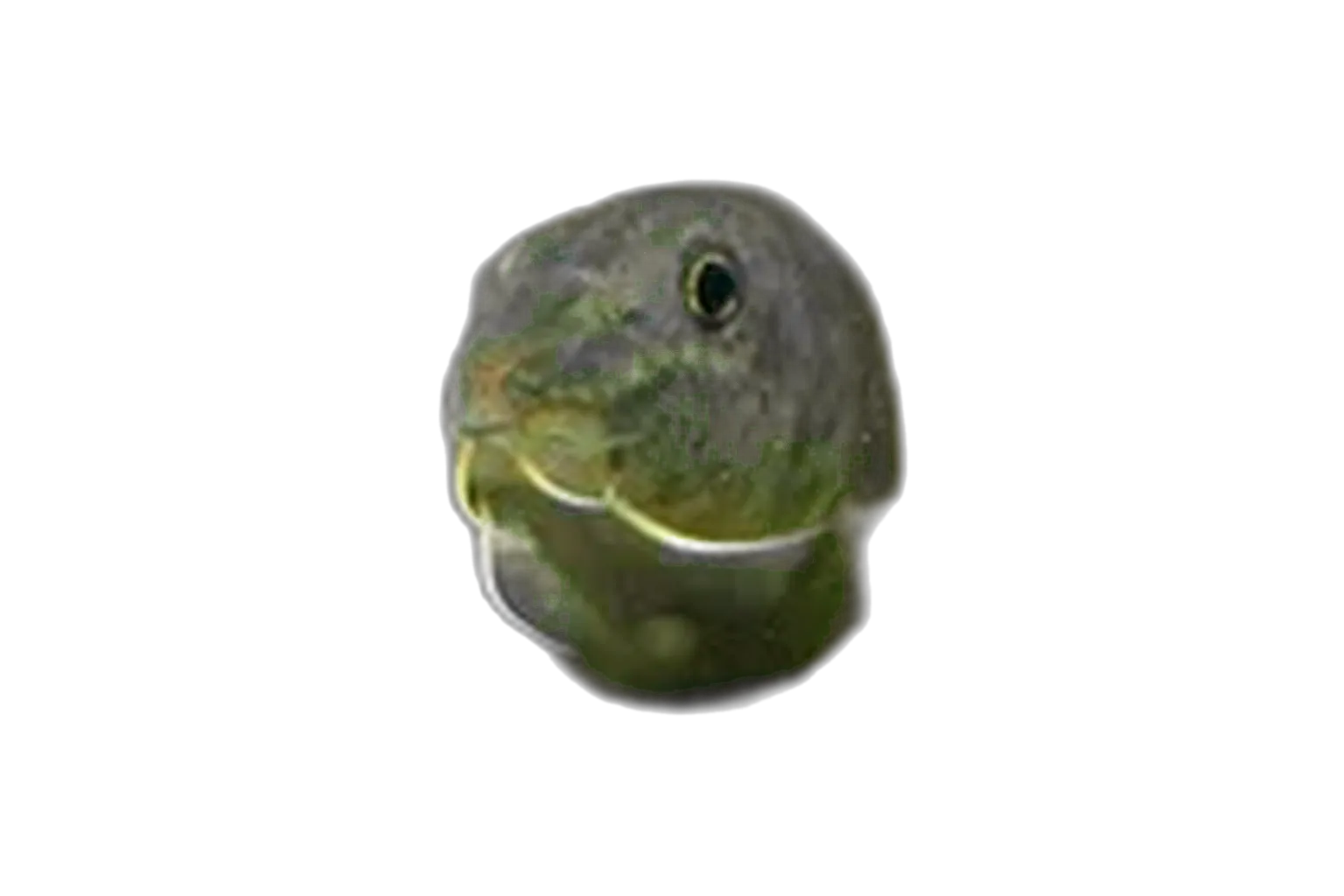 Parabotia dubius (Parabotia dubius) specimen