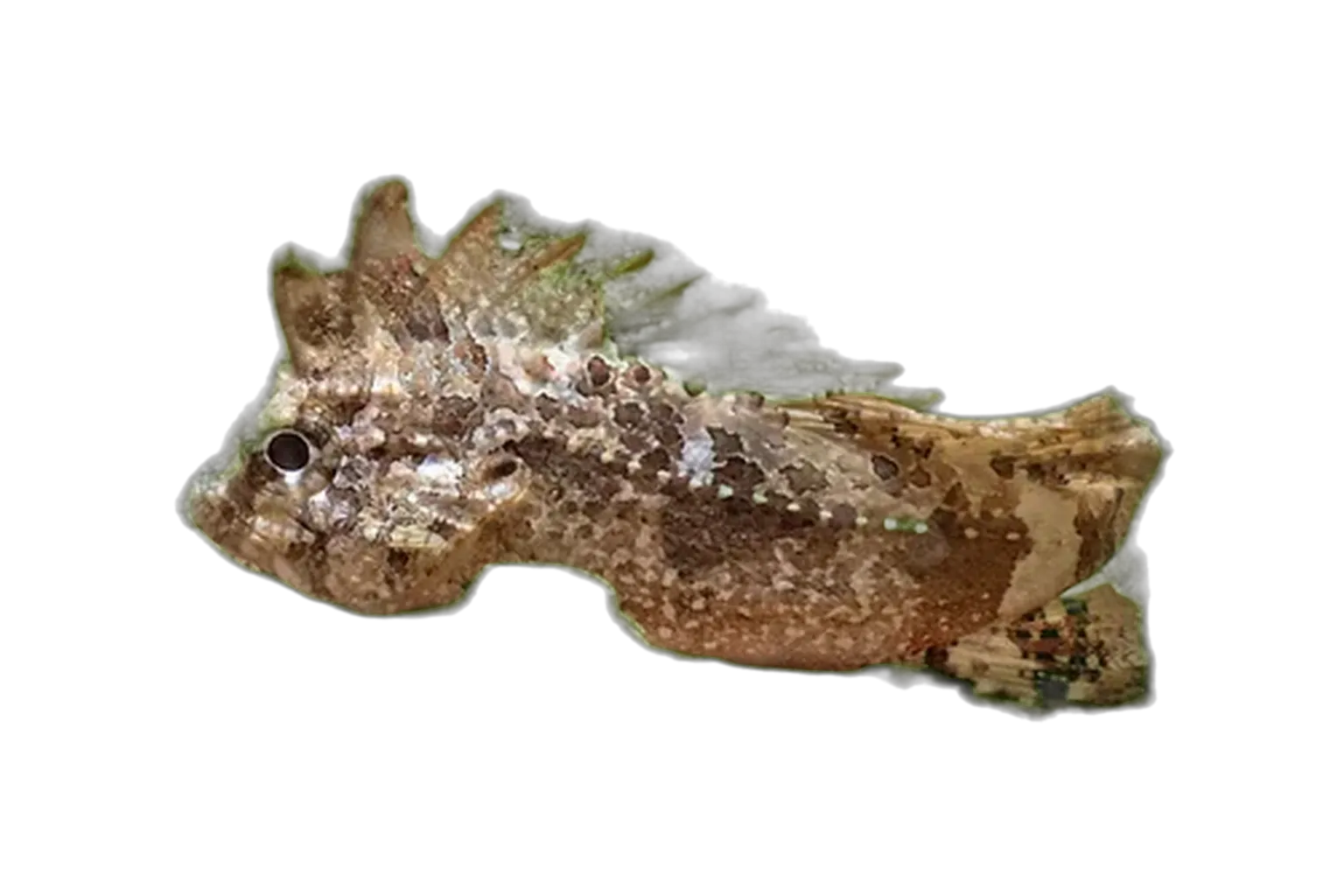 Wasp roguefish (Paracentropogon vespa) specimen