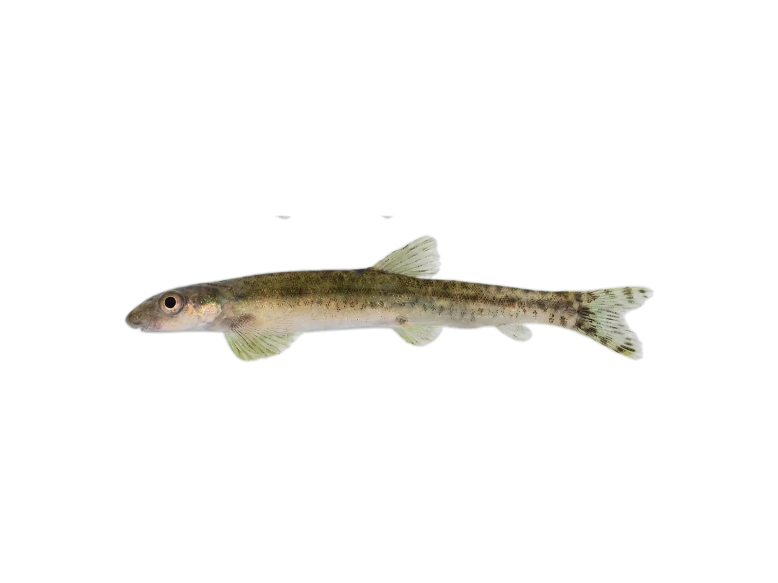 Parakneria cameronensis (Parakneria cameronensis) specimen