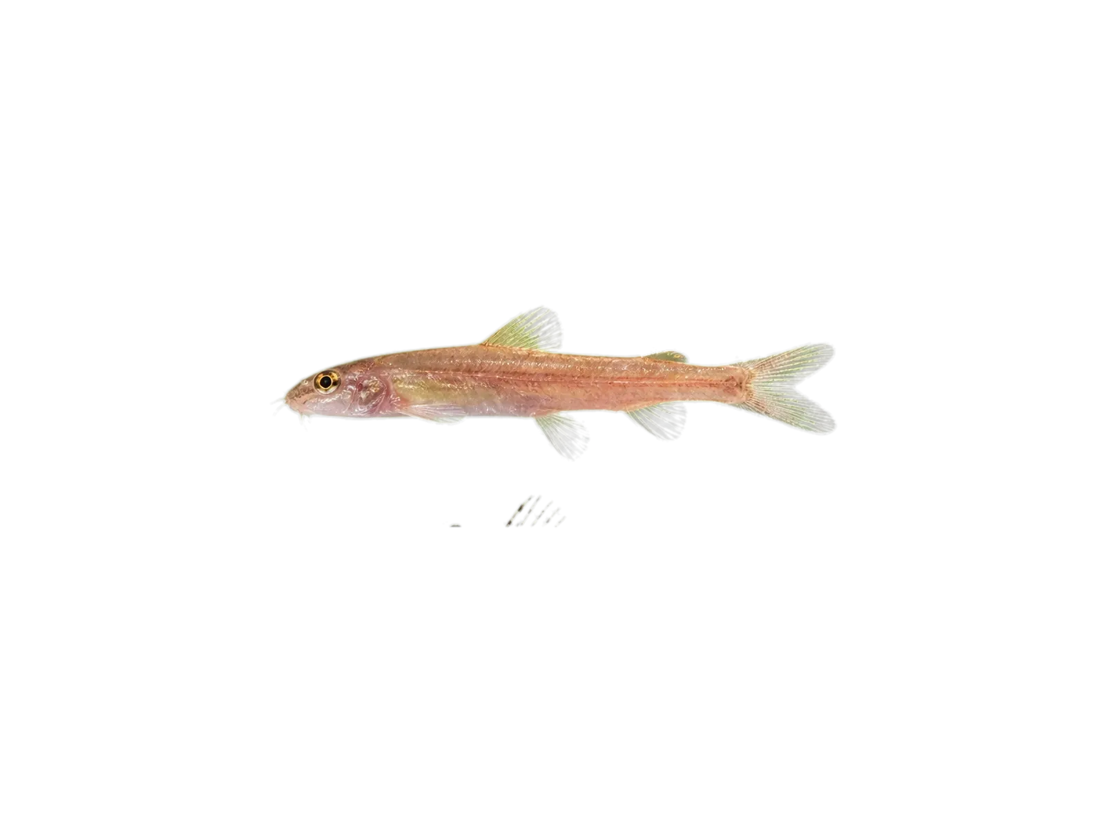 Longnose little warty catfish (Parakysis longirostris) specimen