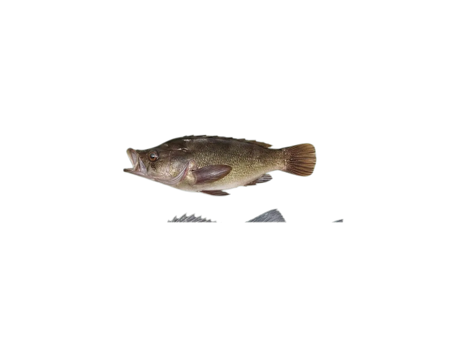 parrot sand bass (Paralabrax loro) specimen