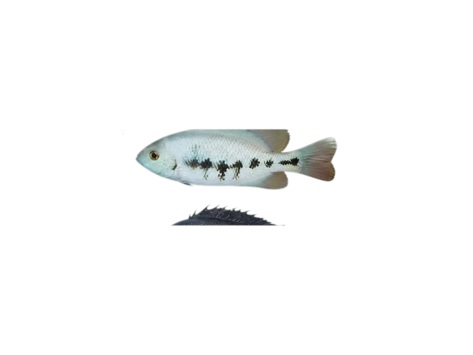 Papaloapan cichlid (Paraneetroplus nebulifer) specimen