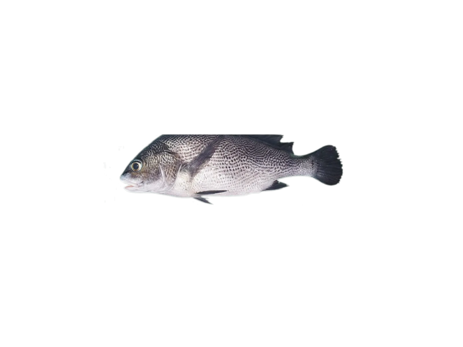 Half-mourning croaker (Paranibea semiluctuosa) specimen