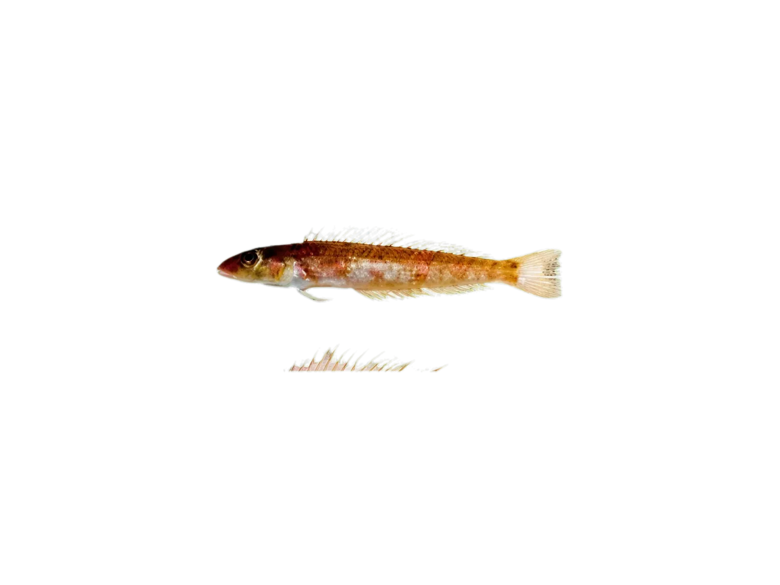 Whitespot sandsmelt (Parapercis alboguttata) specimen