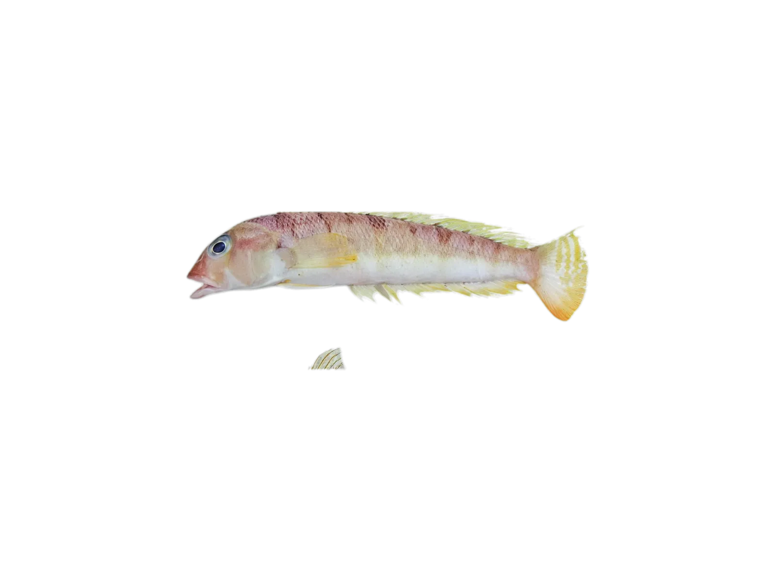 Barred grubfish (Parapercis allporti) specimen