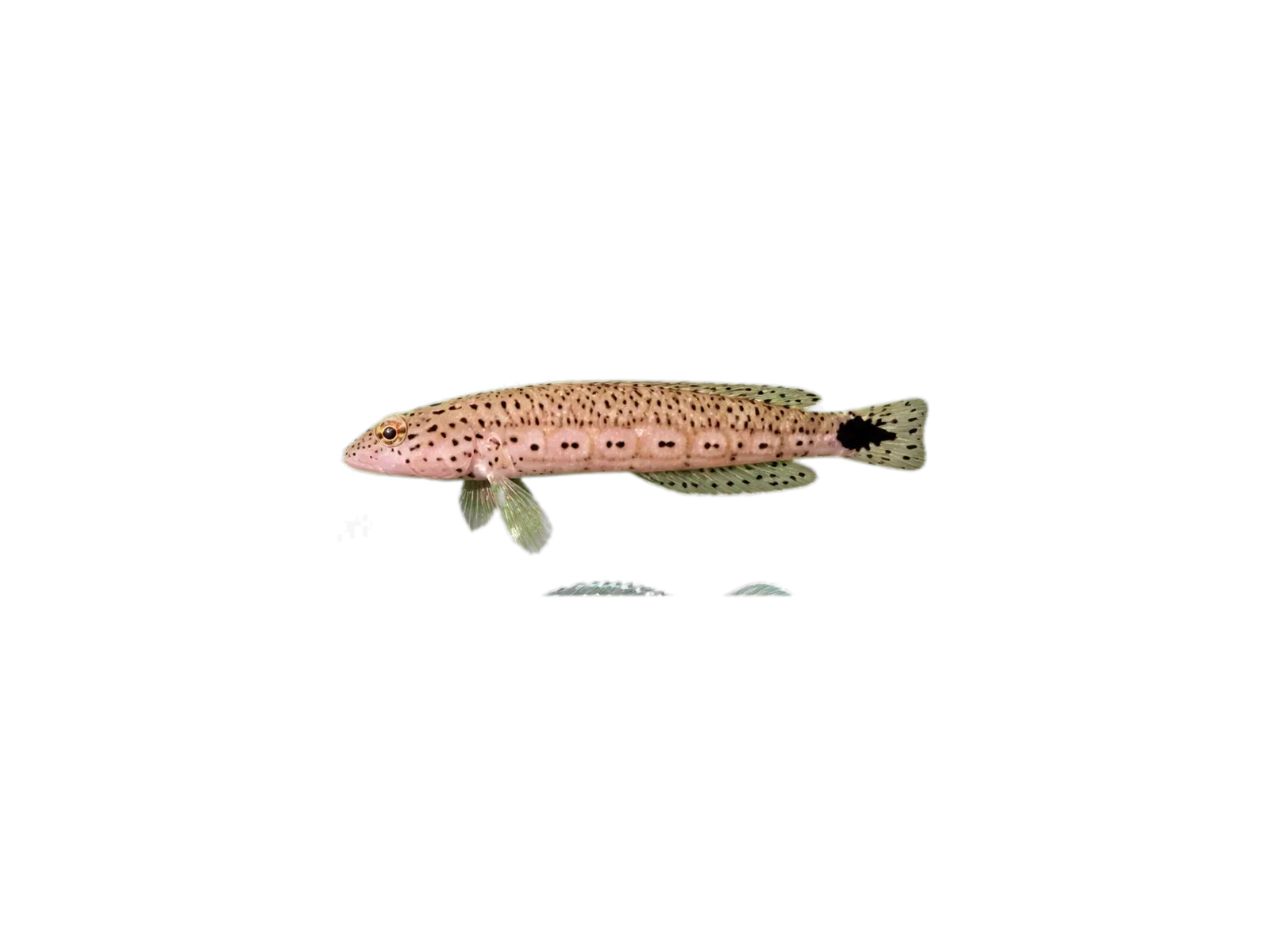 Speckled sandperch (Parapercis queenslandica) specimen