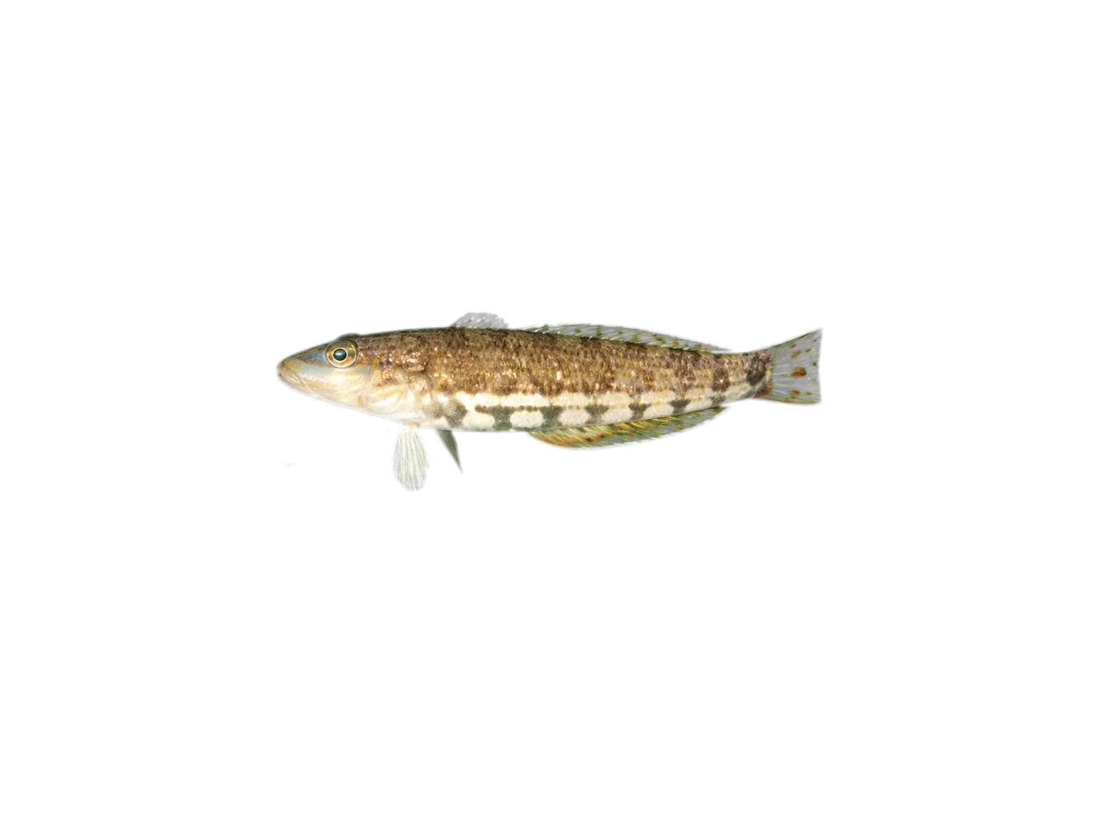 smallscale sandsmelt (Parapercis robinsoni) specimen