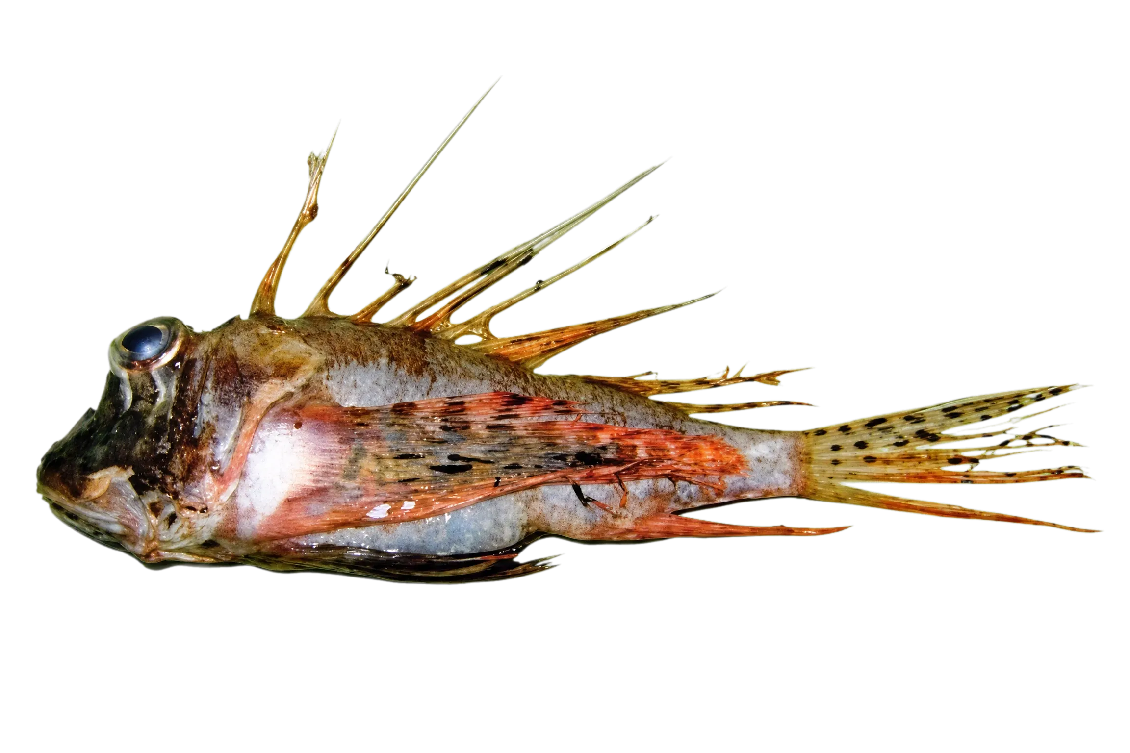 Parapterois macrura (Parapterois macrura) specimen