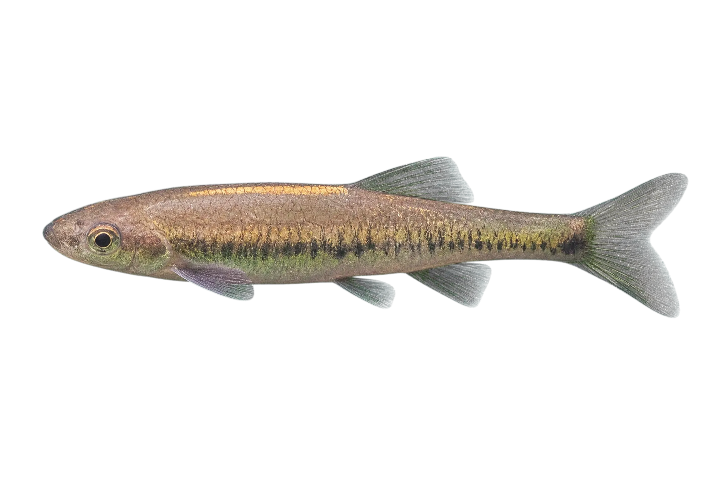 cá lá giang (Parazacco fasciatus) specimen