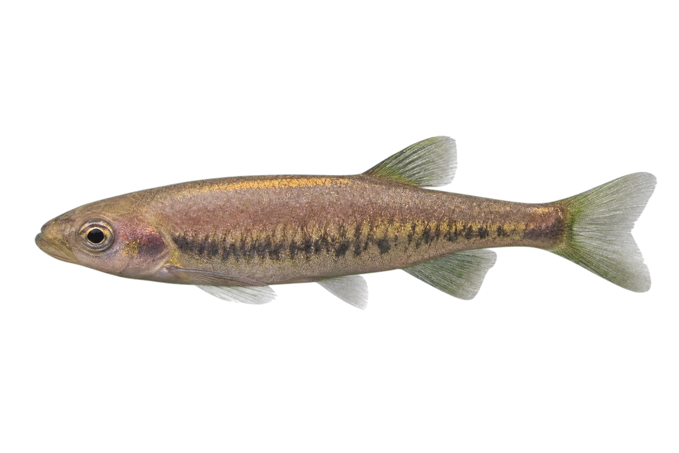 Predaceous chub (Parazacco spilurus) specimen