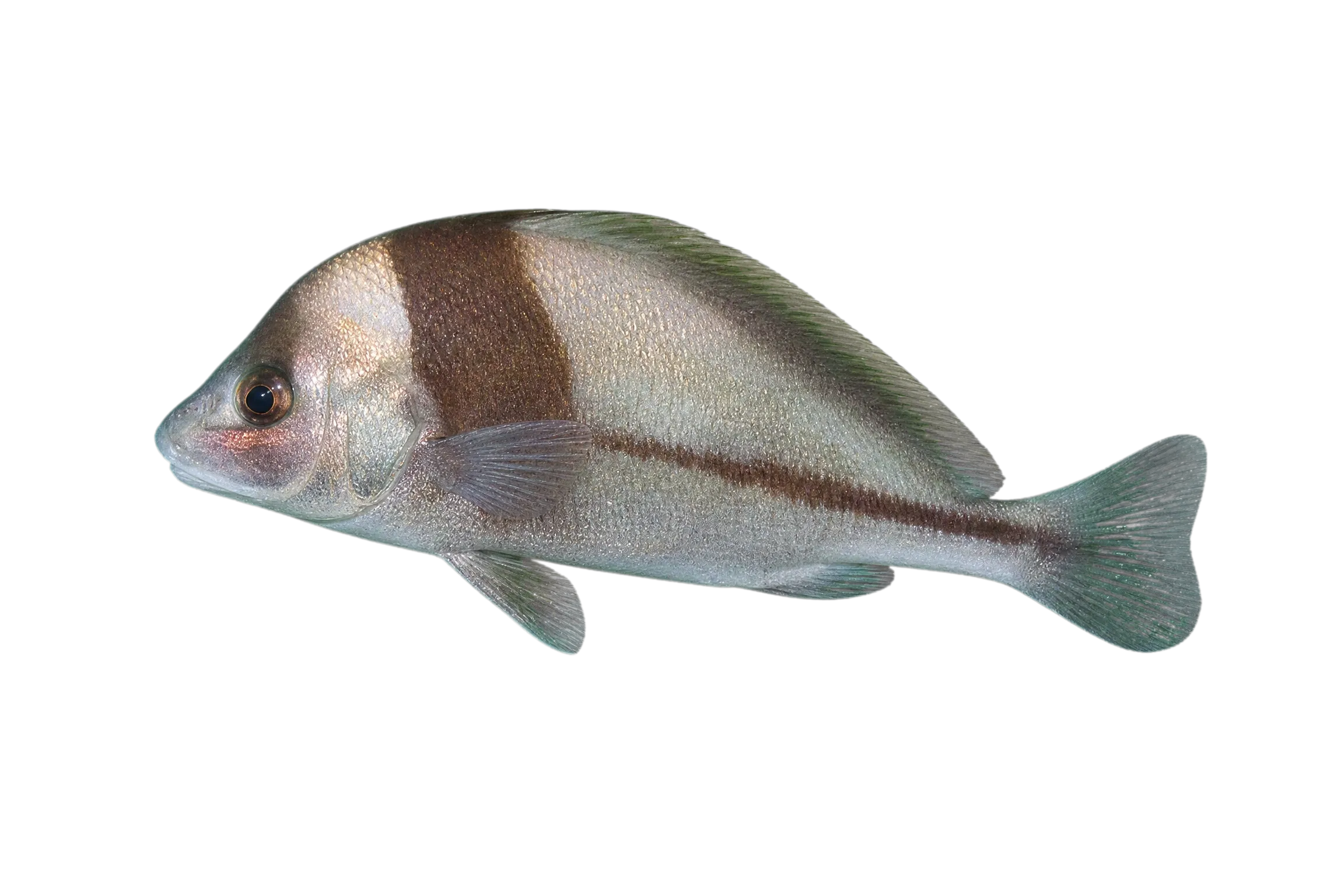 blackbar drum (Pareques iwamotoi) specimen