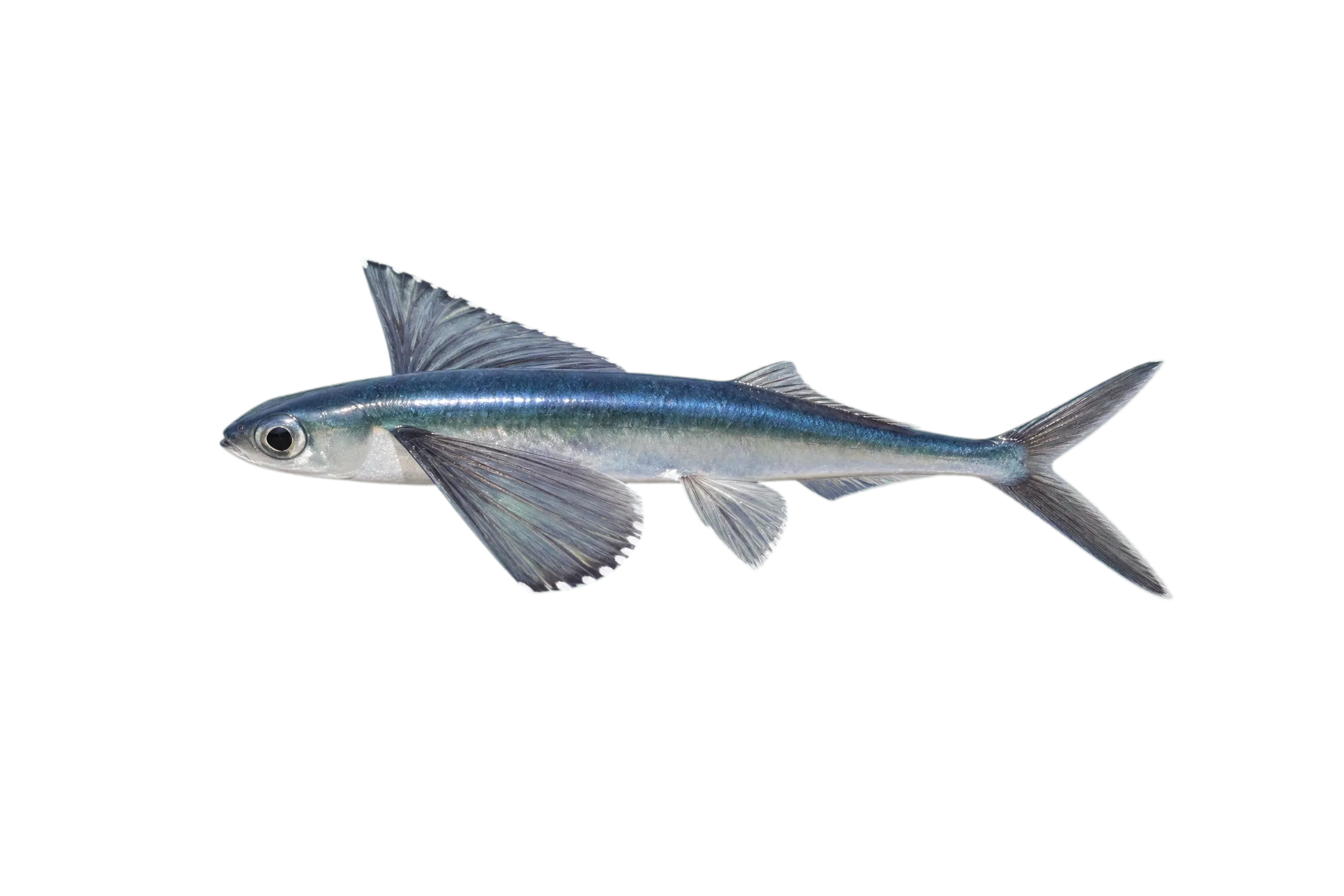 Flyingfish (Parexocoetus hillianus) specimen