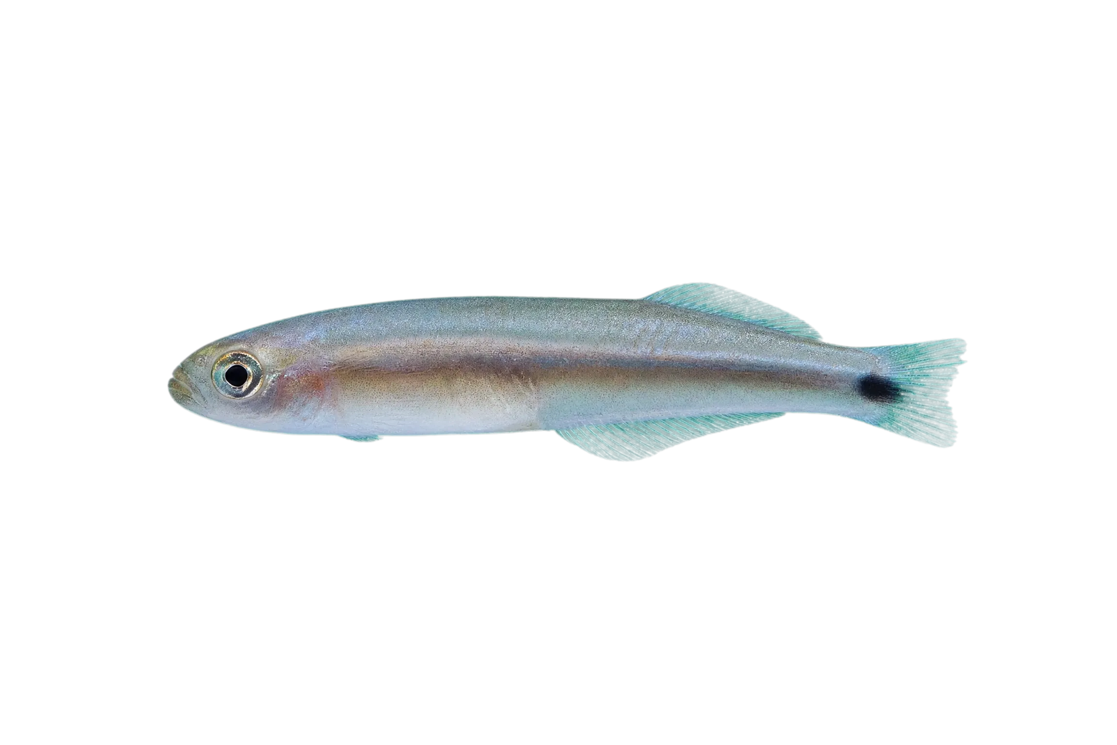 Striped Dartfish (Parioglossus dotui) specimen