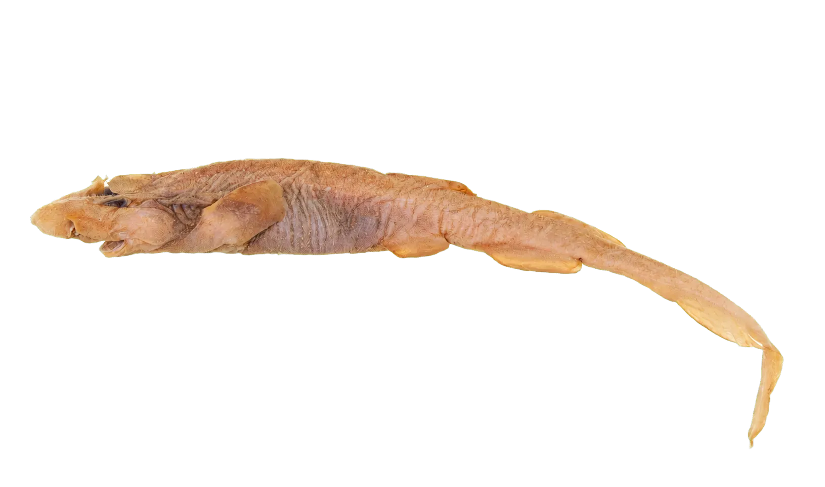 Campeche catshark (Parmaturus campechiensis) specimen