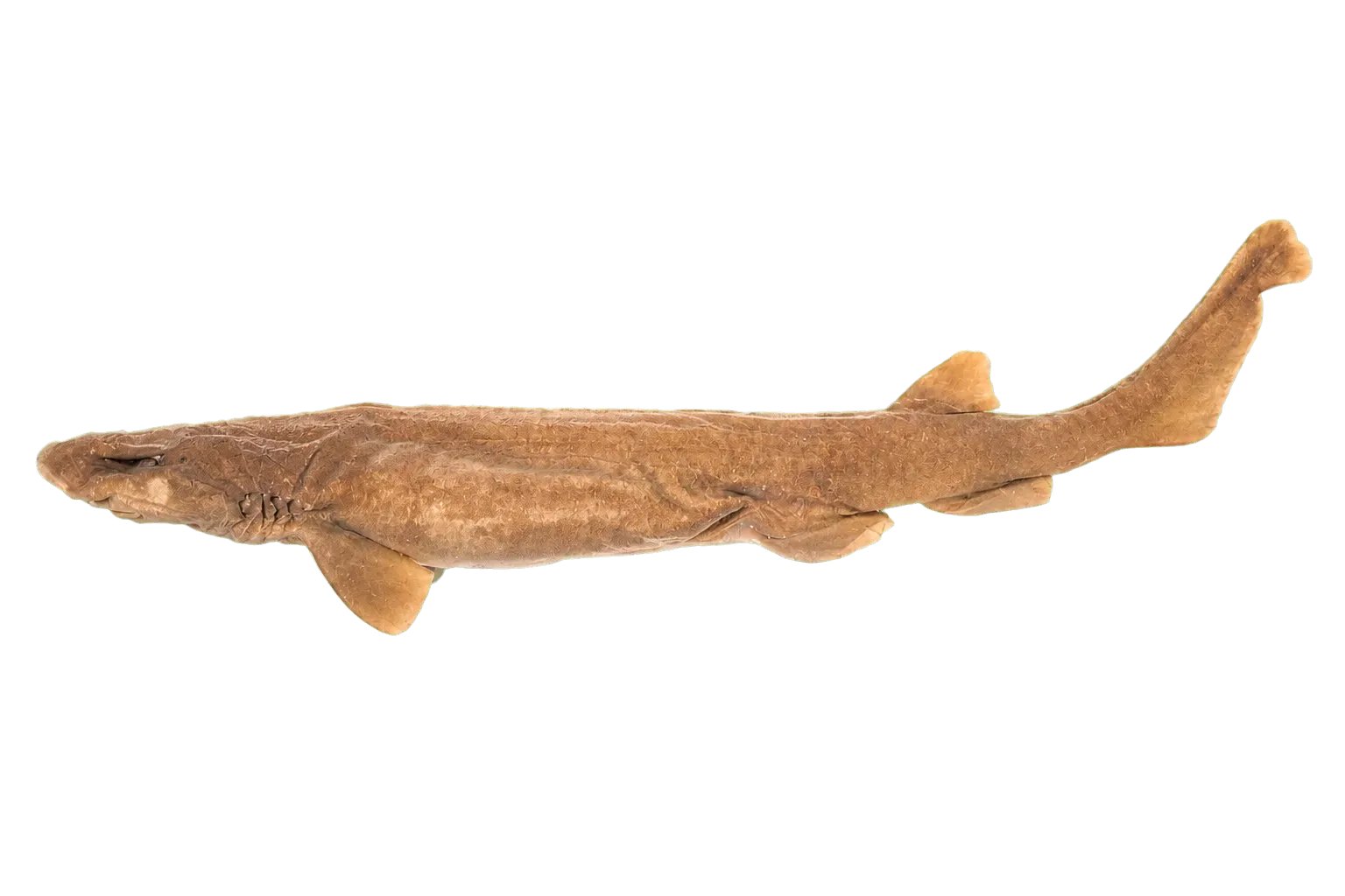 McMillan's cat shark (Parmaturus macmillani) specimen