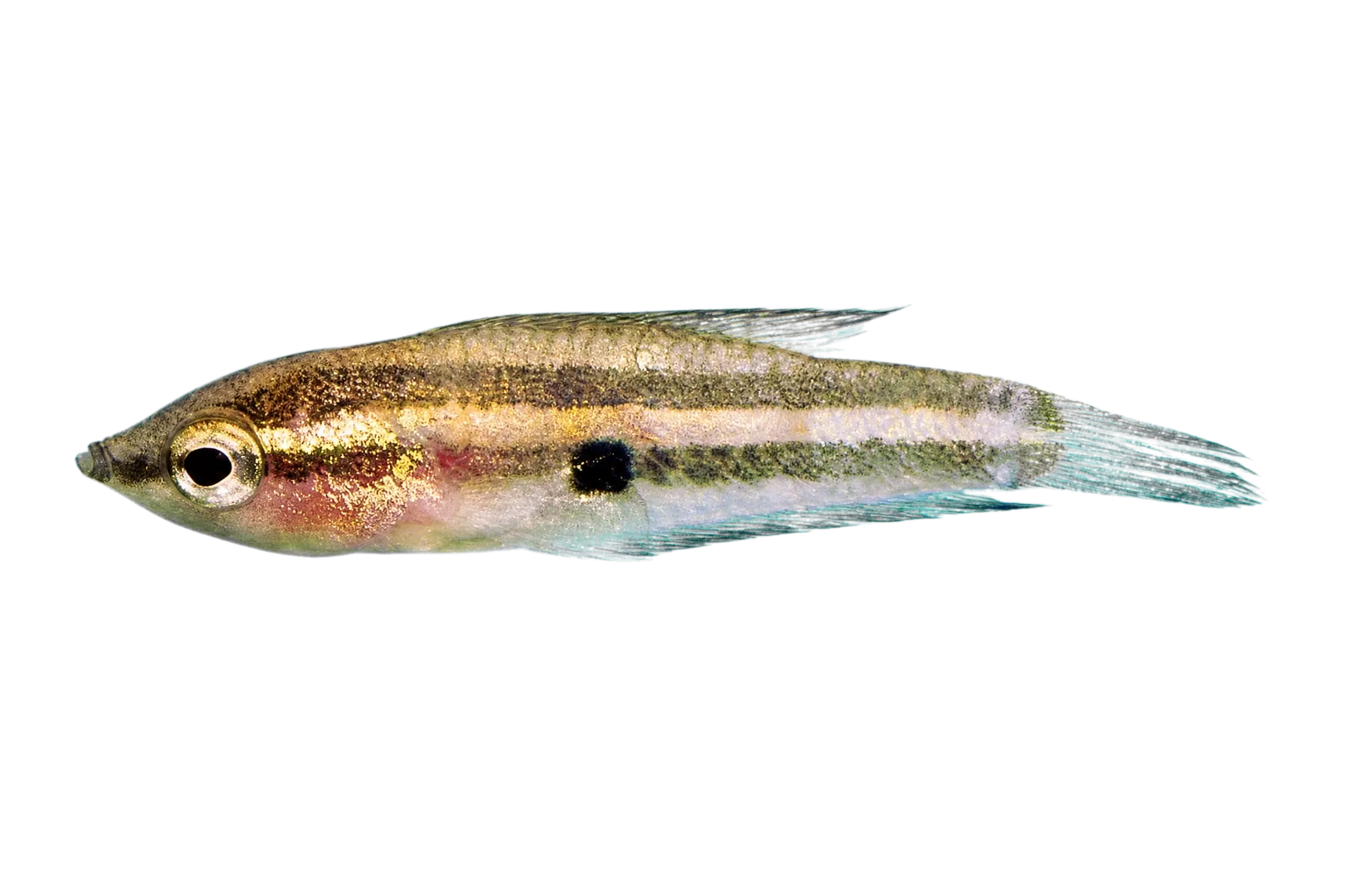 Moonspot Licorice Gourami (Parosphromenus linkei) specimen