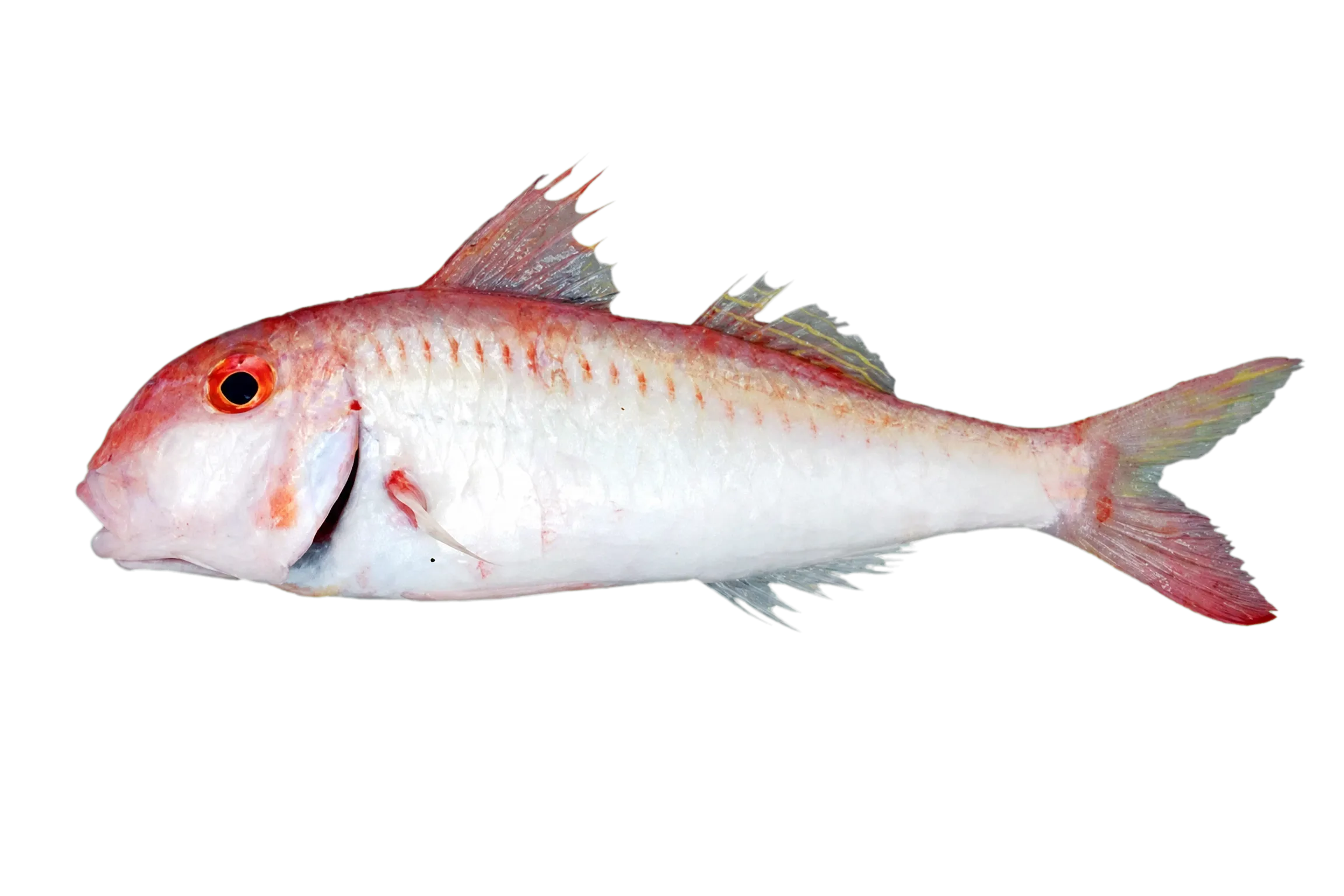 Deepcheek goatfish (Parupeneus procerigena) specimen