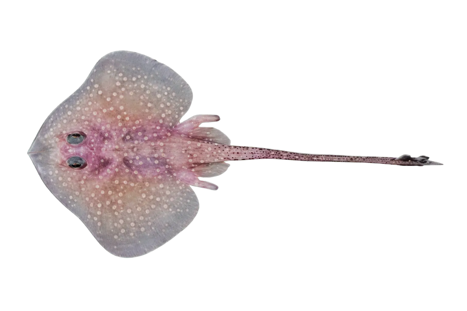 False peacock skate (Pavoraja pseudonitida) specimen