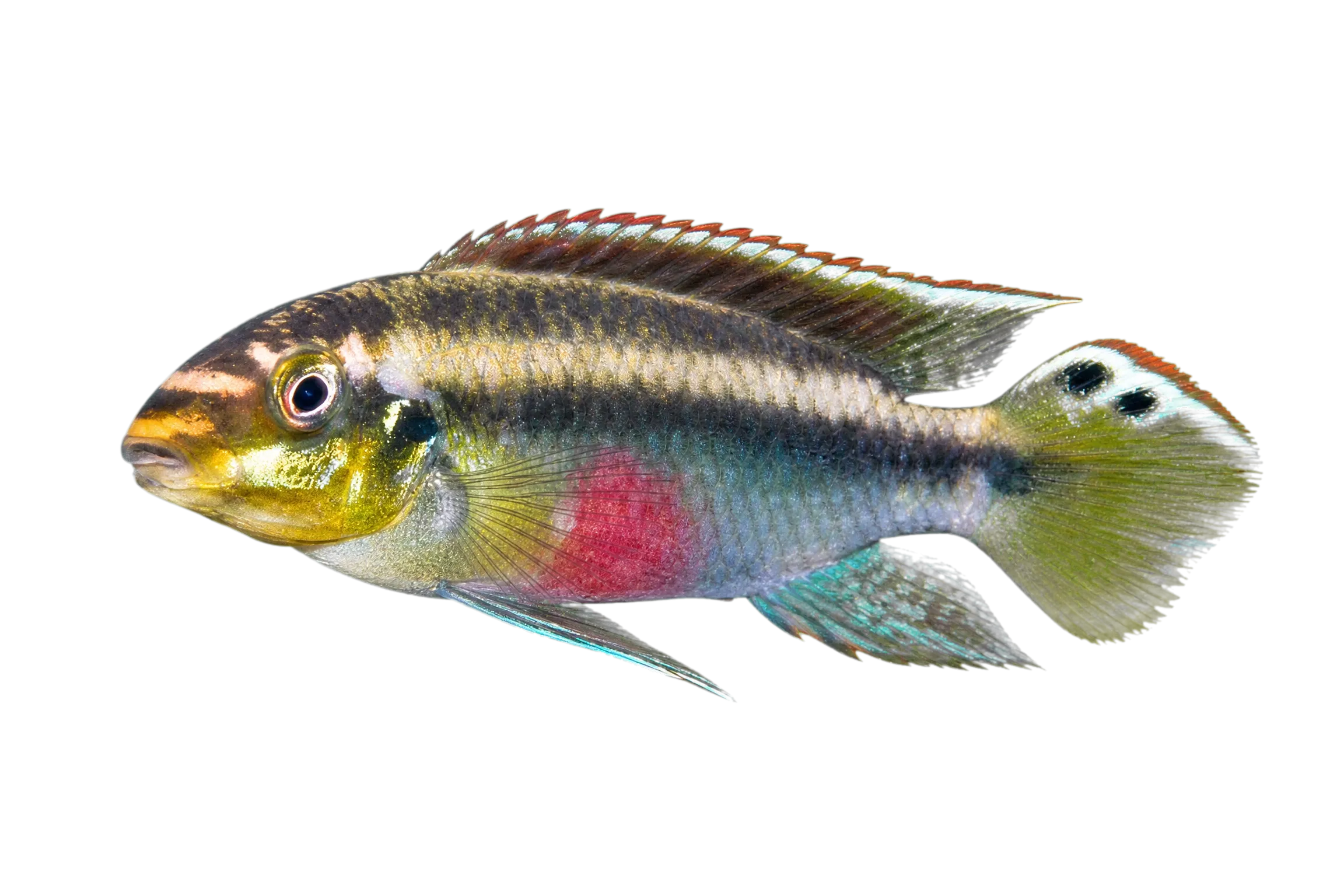 Pelvicachromis sacrimontis (Pelvicachromis sacrimontis) specimen