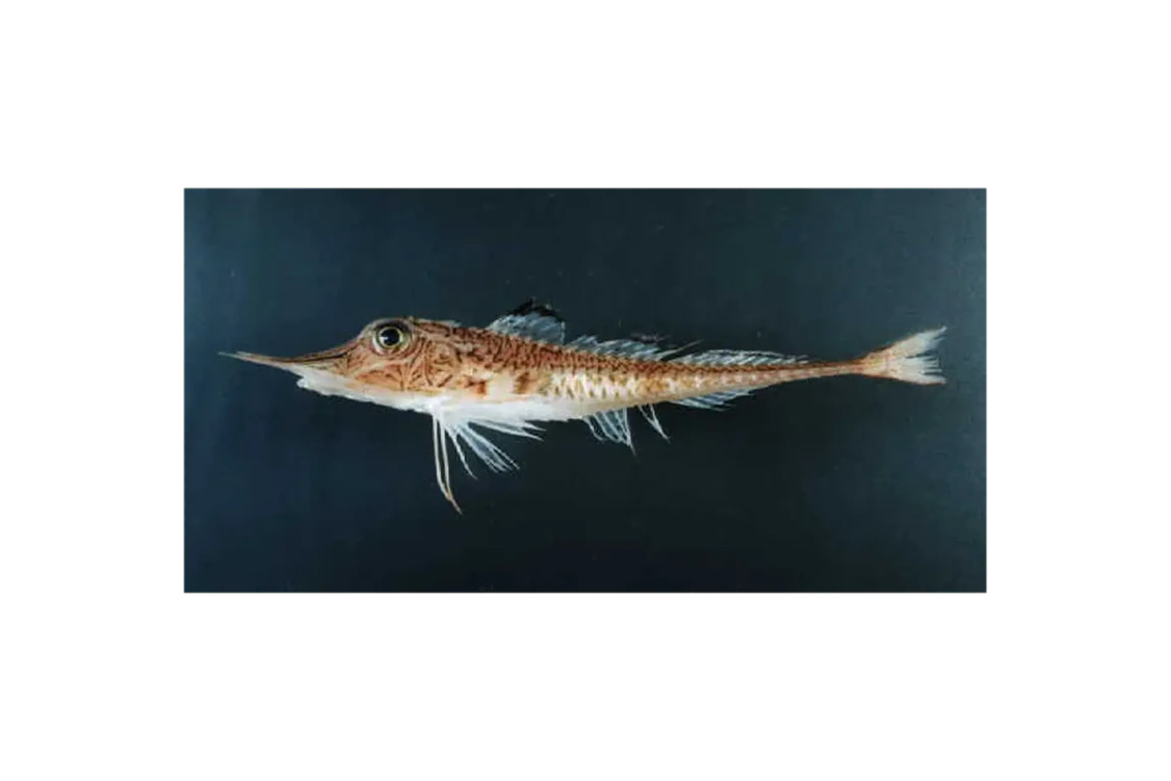 Anderson's searobin (Peristedion riversandersoni) specimen