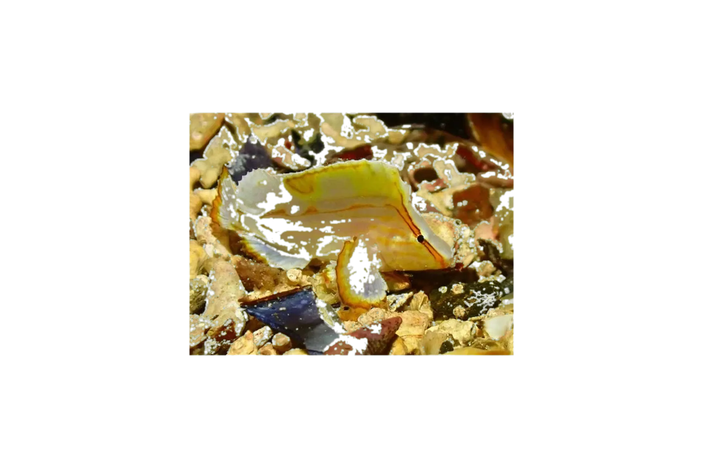 Whitenose pigfish (Perryena leucometopon) specimen