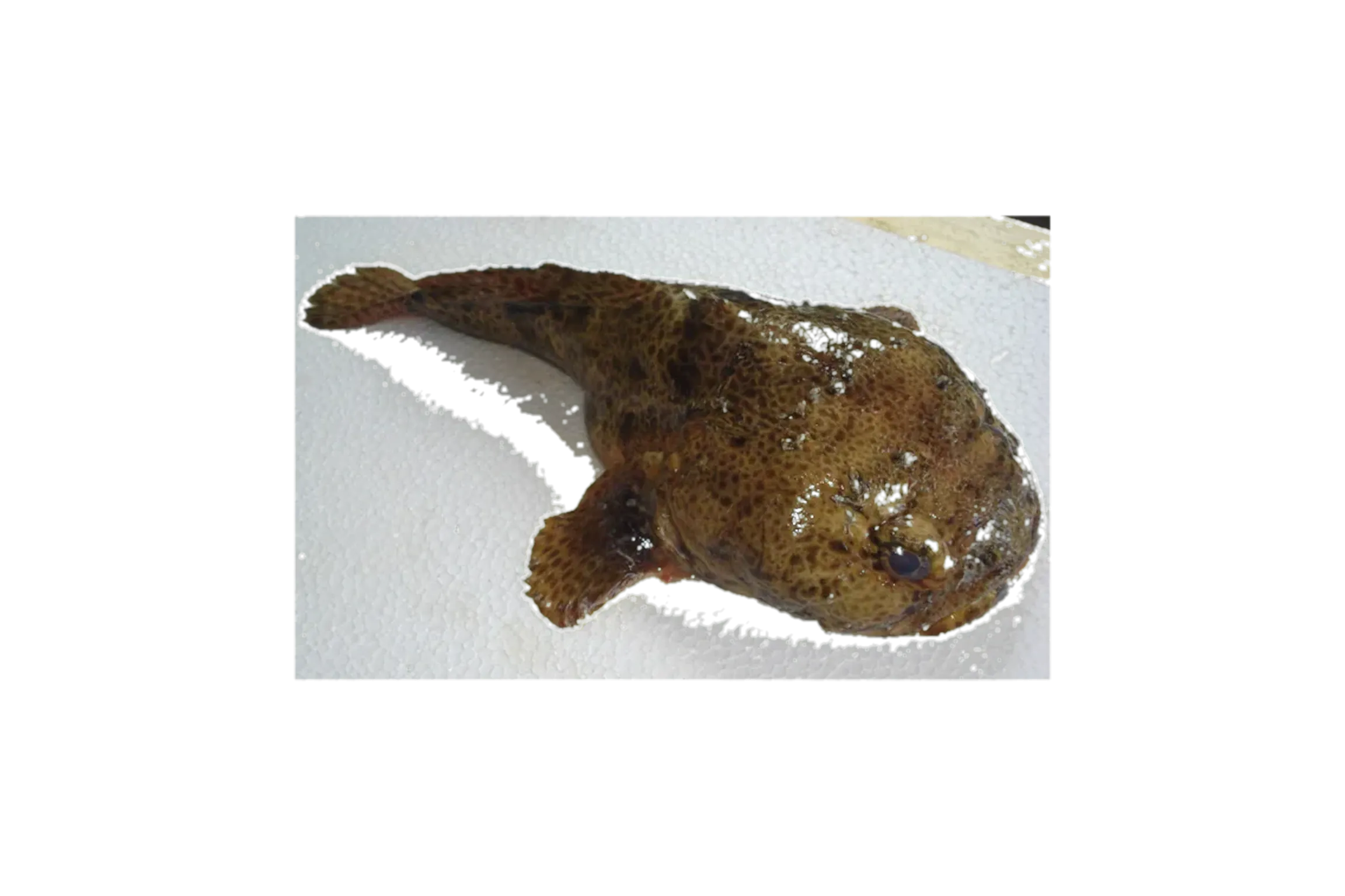 Perulibatrachus aquilonarius (Perulibatrachus aquilonarius) specimen