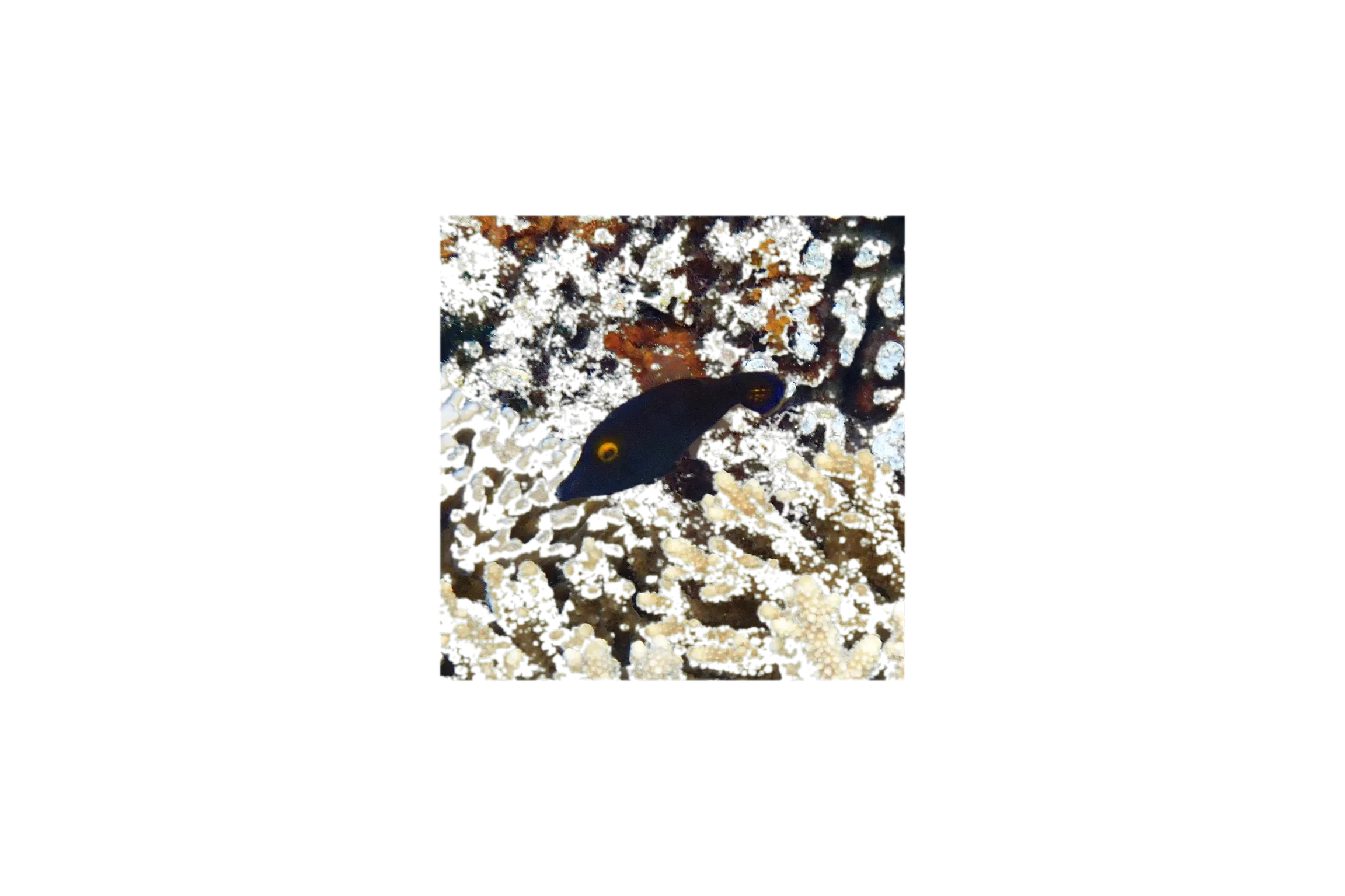 Yelloweye filefish (Pervagor alternans) specimen