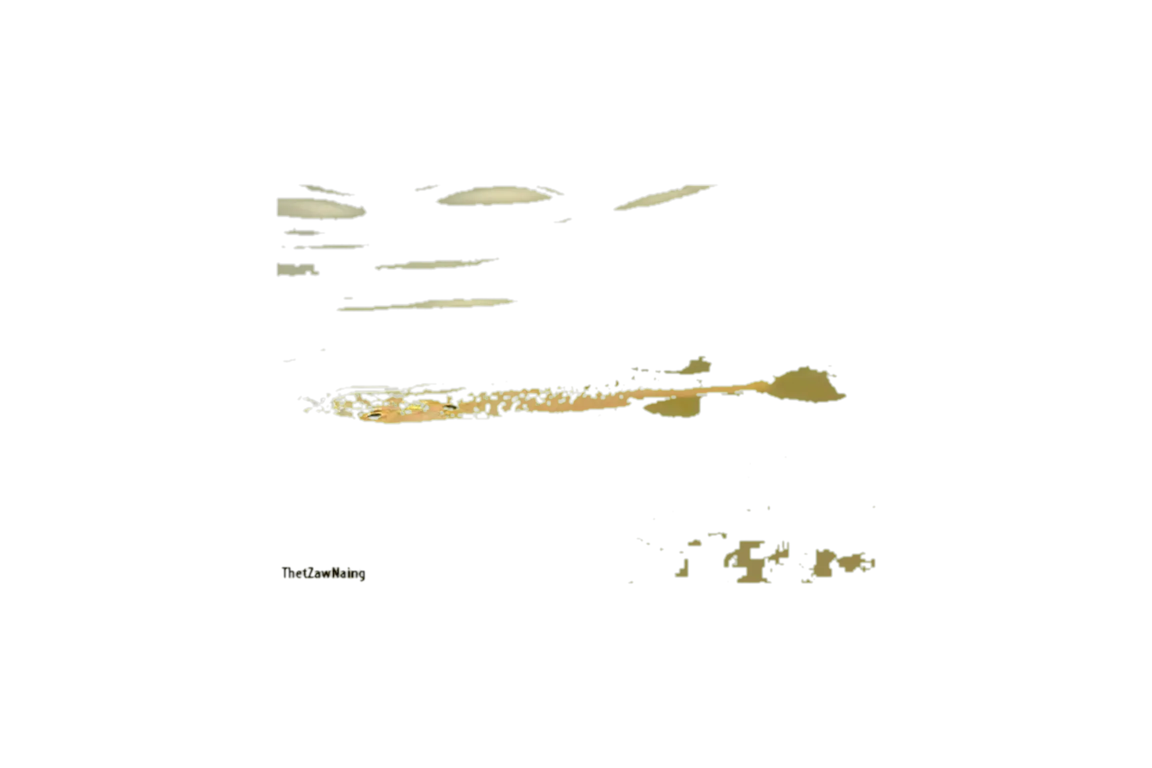 Glass-barb (Pethia guganio) specimen