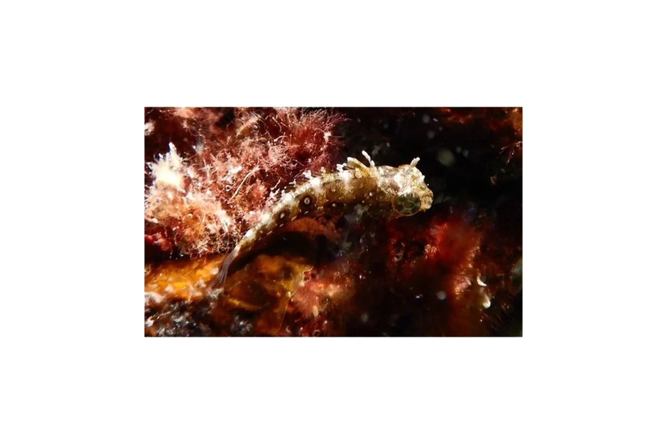 floral blenny (Petroscirtes mitratus) specimen