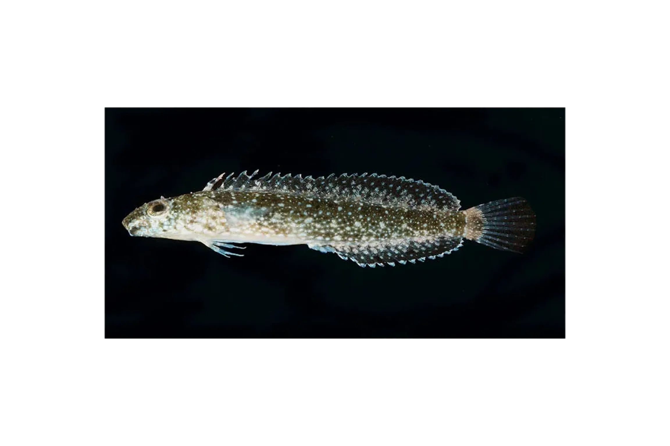 Thepas' sabretooth blenny (Petroscirtes thepassii) specimen