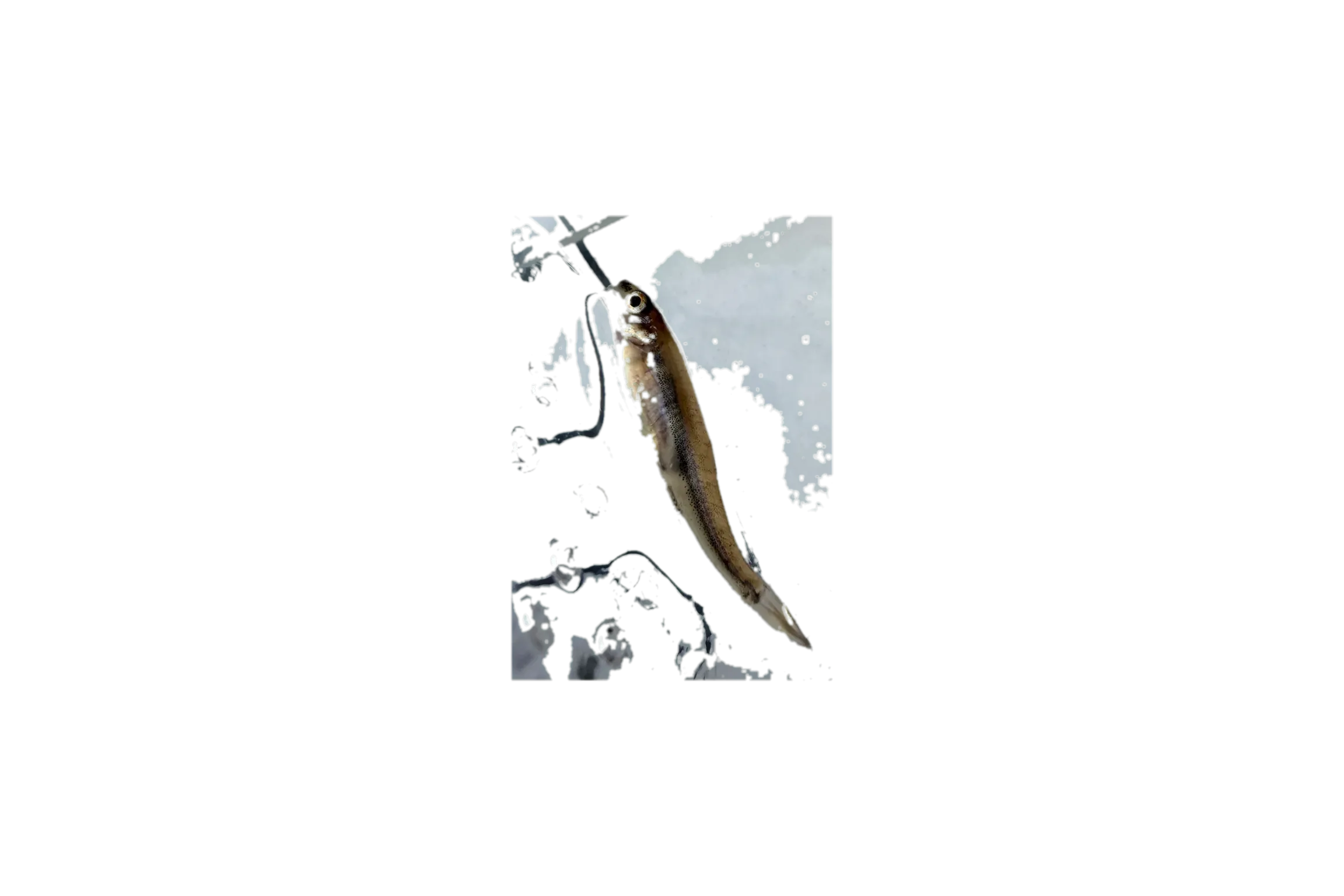 minnow (Phoxinus phoxinus) specimen