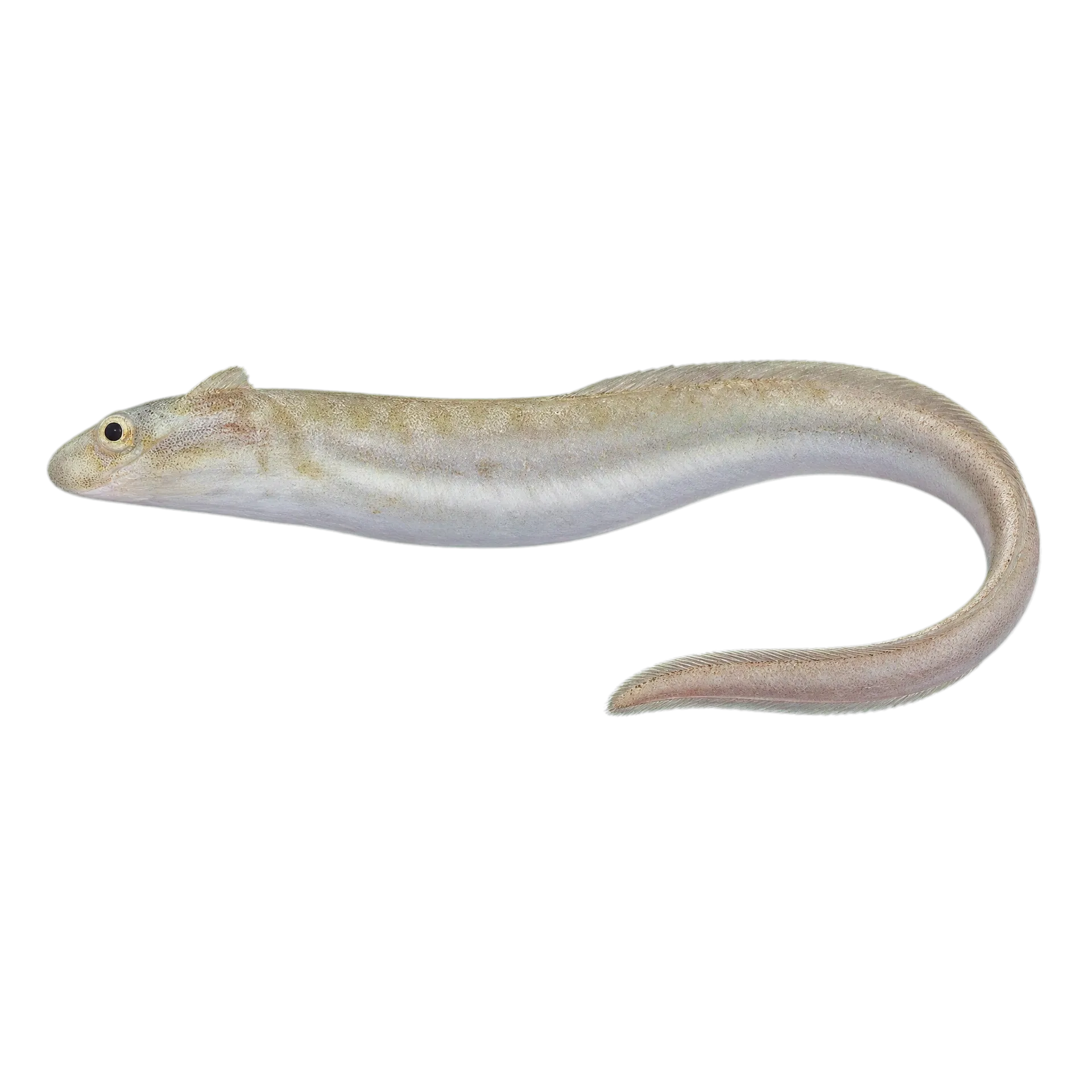 flappy snake-eel (Phyllophichthus xenodontus) specimen