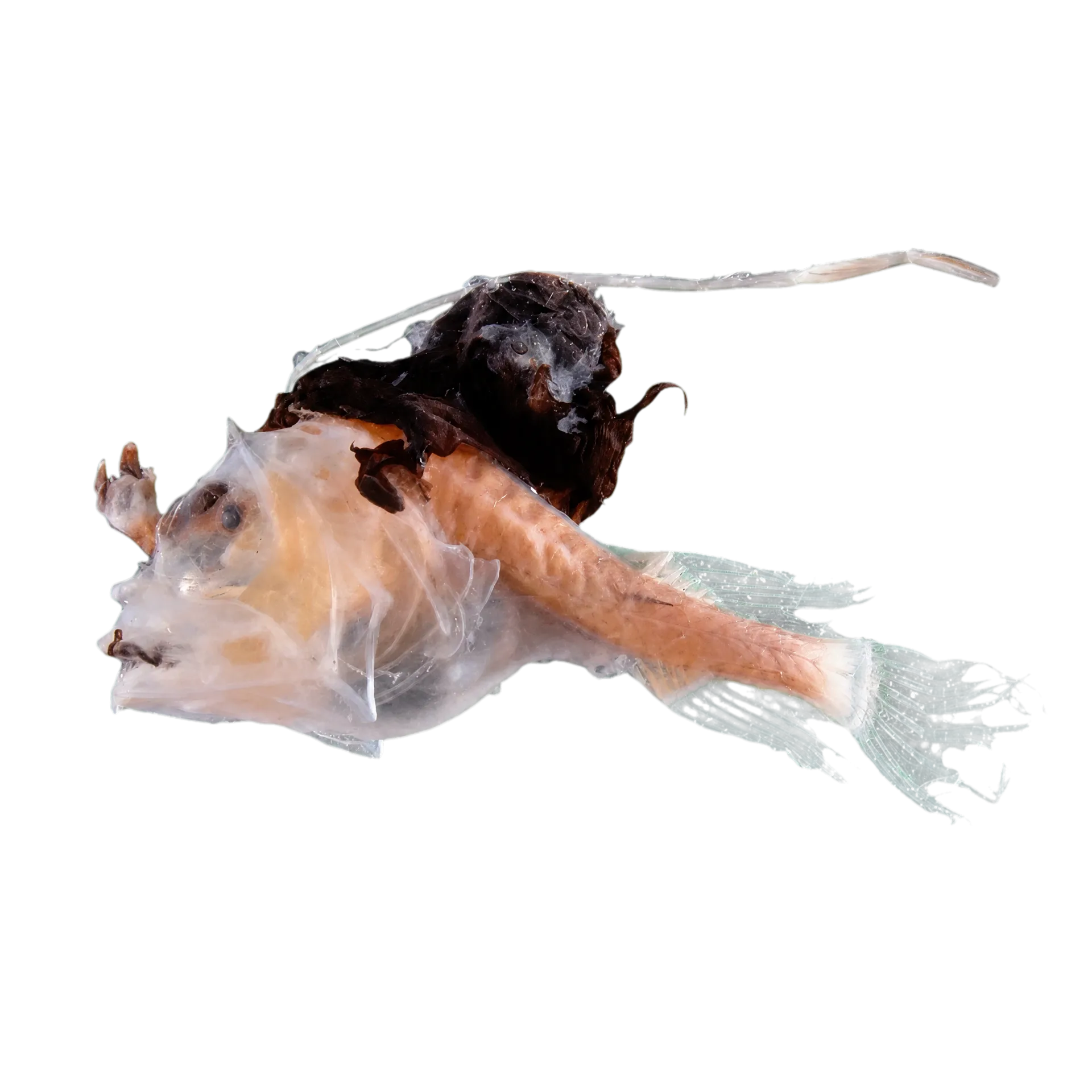Phyllorhinichthys micractis (Phyllorhinichthys micractis) specimen