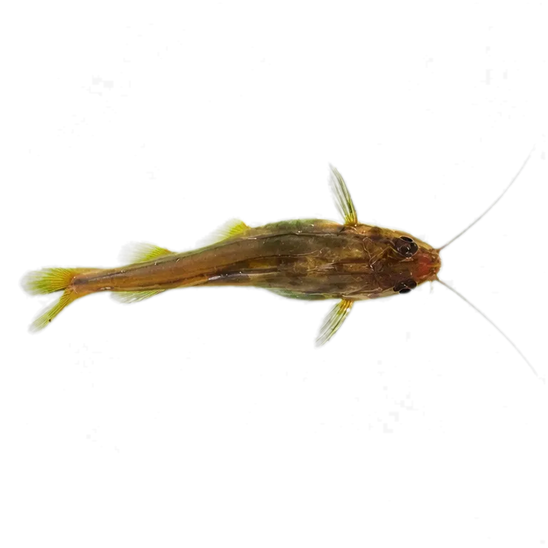 Pimelodella australis (Pimelodella australis) specimen