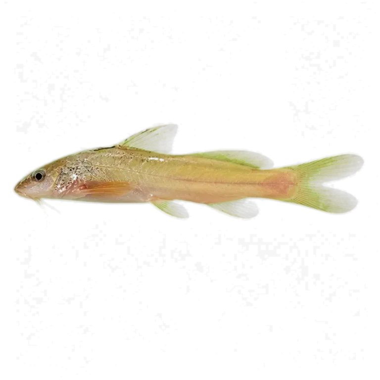 Pimelodella yuncensis (Pimelodella yuncensis) specimen