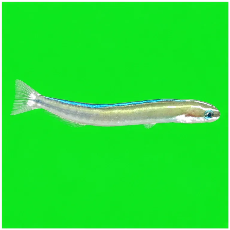 sabertooth blenny (Plagiotremus azaleus) specimen