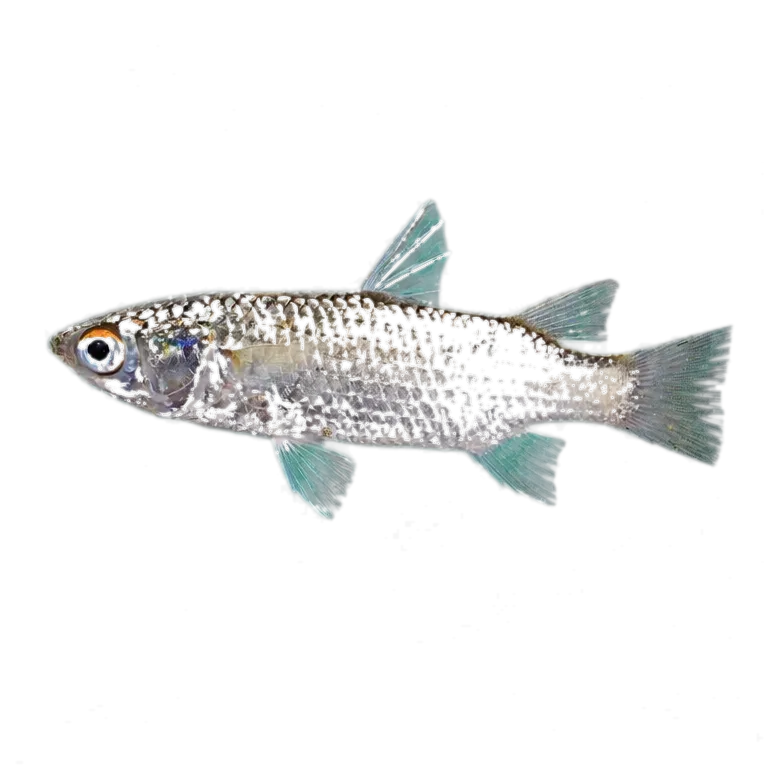 Greenback mullet (Planiliza subviridis) specimen