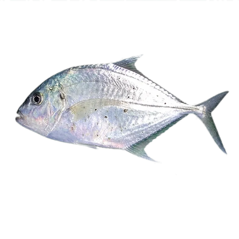 Longnose trevally (Platycaranx chrysophrys) specimen