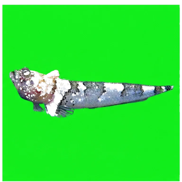 Shortfin sand stargazer (Platygillellus rubellulus) specimen
