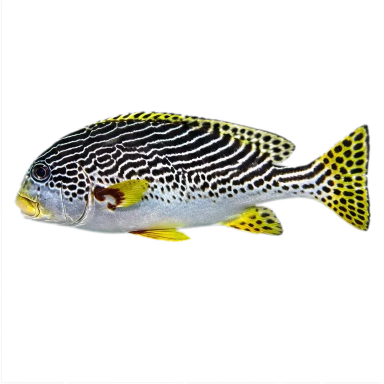 Yellowbanded sweetlips (Plectorhinchus lineatus) specimen