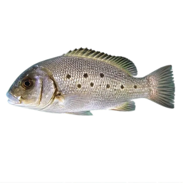 Biglip grunt (Plectorhinchus macrolepis) specimen