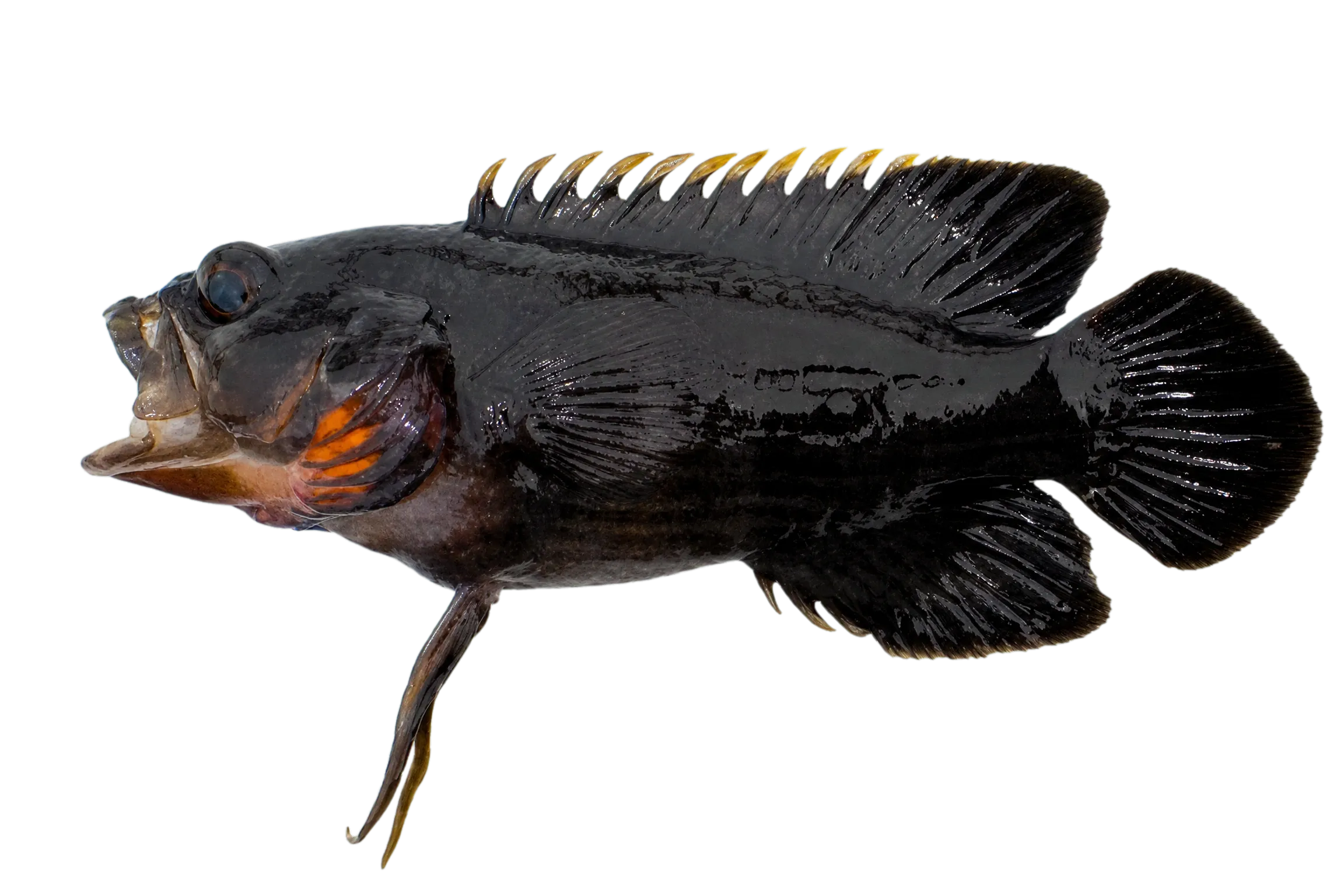 Headstripe longfin (Plesiops cephalotaenia) specimen