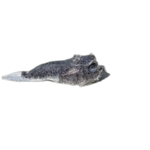 Scaly stargazer (Pleuroscopus pseudodorsalis) specimen