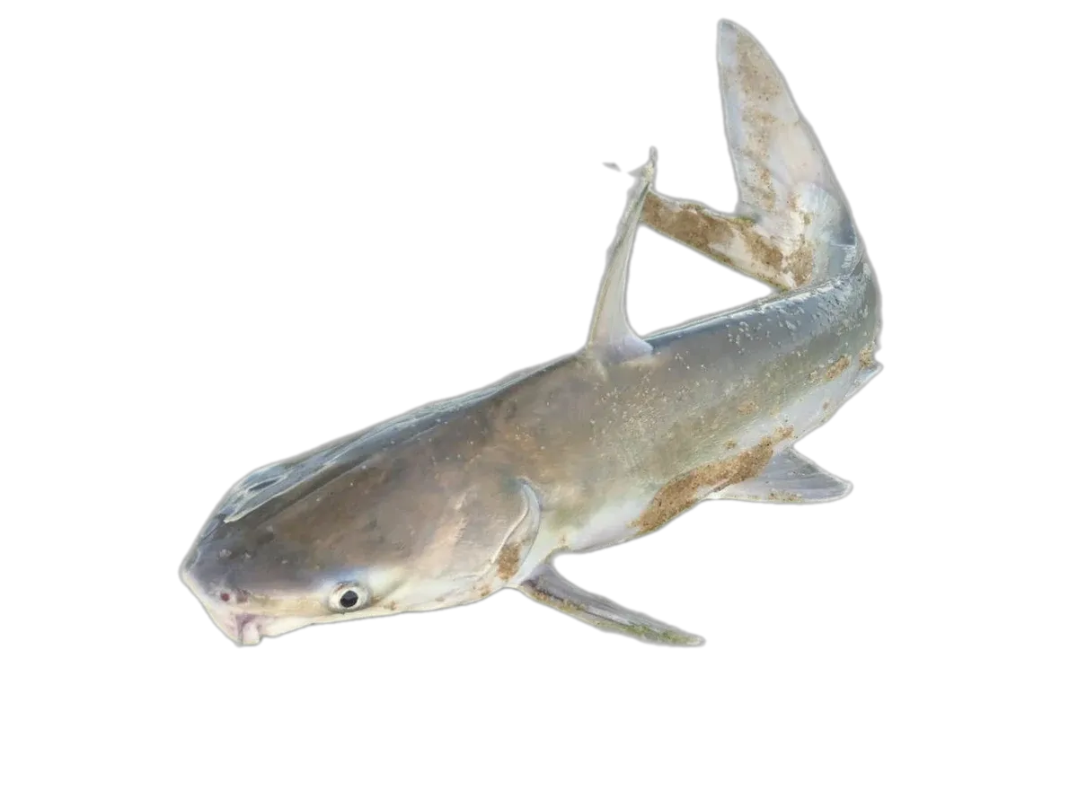 Longsnouted catfish (Plicofollis argyropleuron) specimen