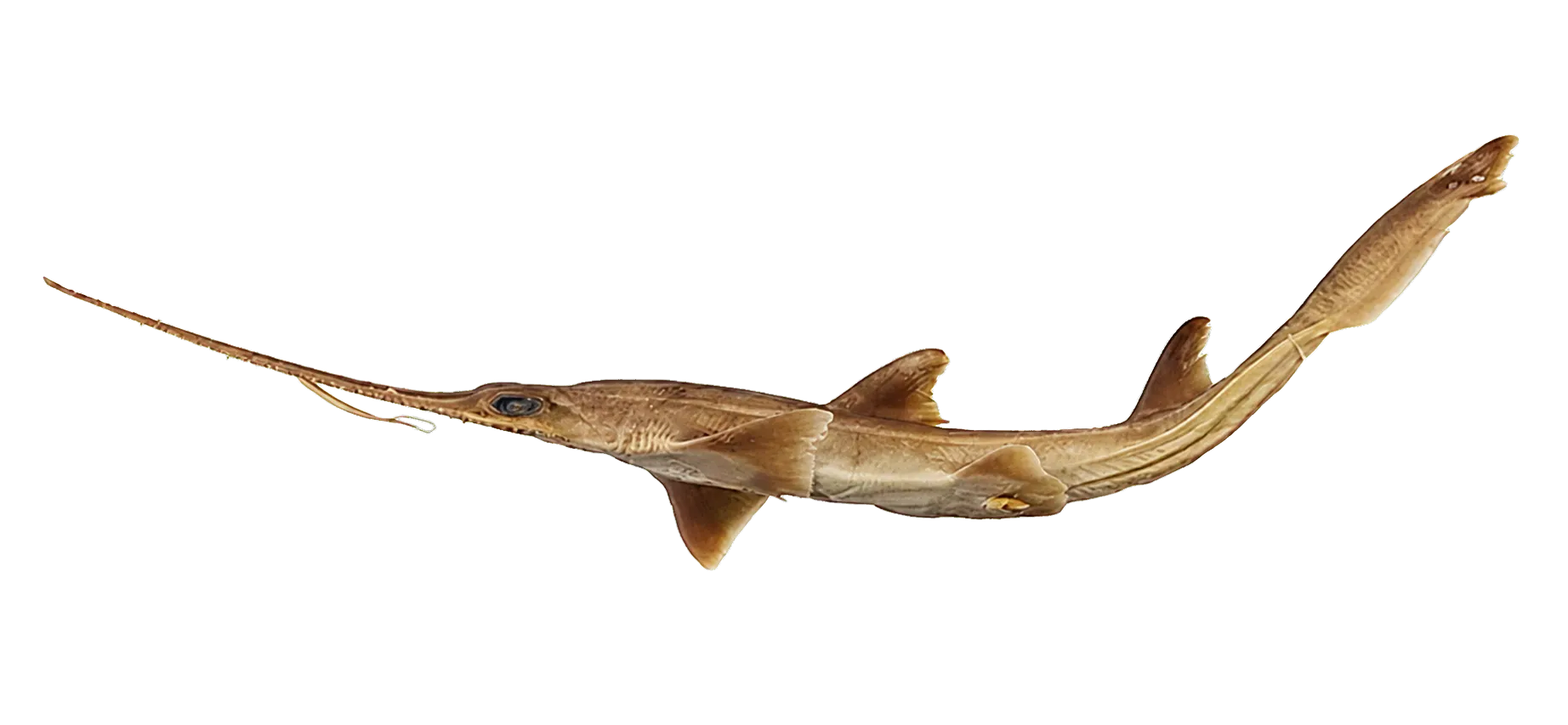 Kaja’s sixgill sawshark (Pliotrema kajae) specimen