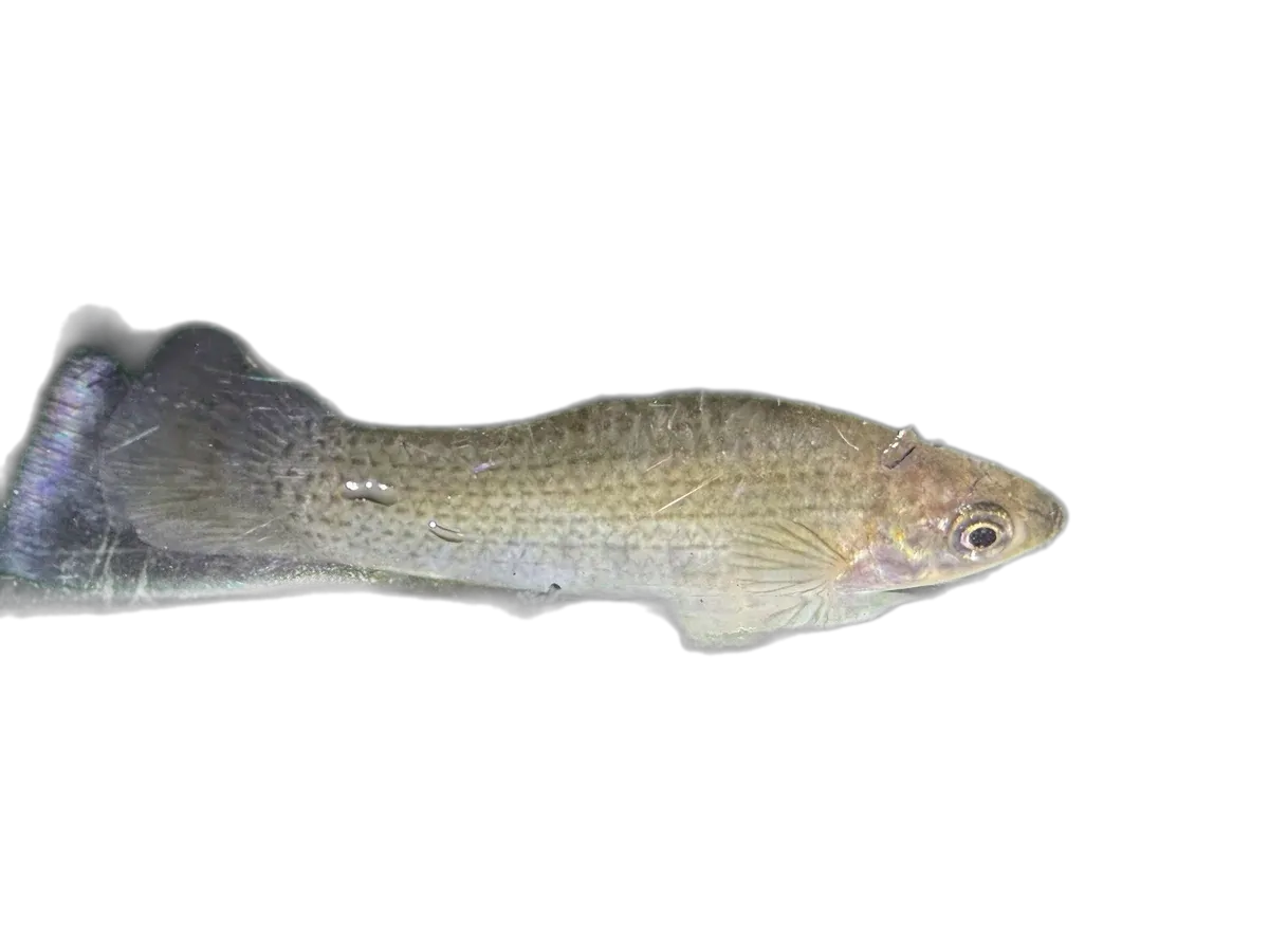 sailfin molly (Poecilia latipinna) specimen