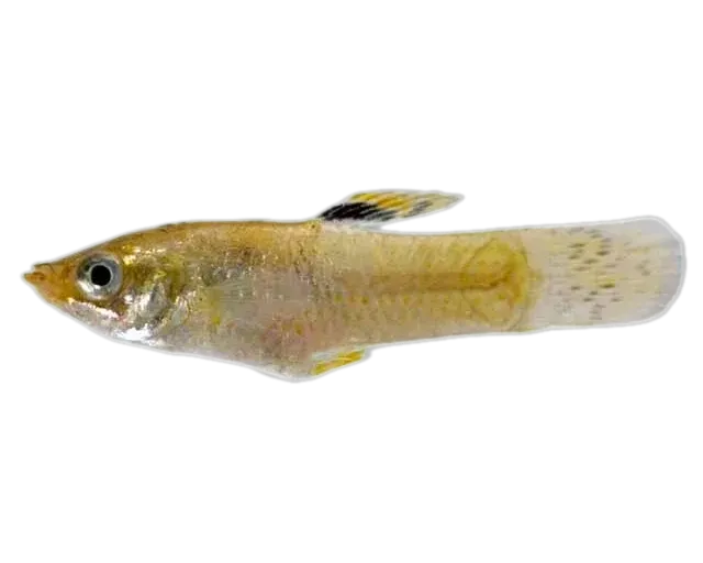 Vandepoll's molly (Poecilia vandepolli) specimen