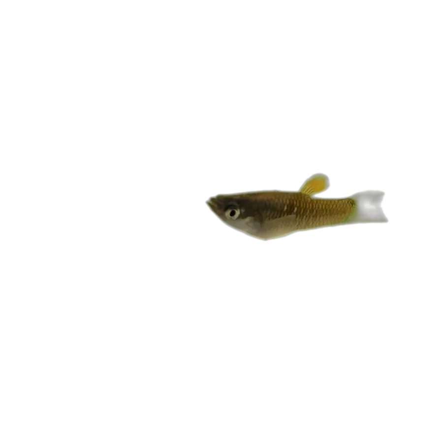Eye spot toothcarp (Poecilia vivipara) specimen